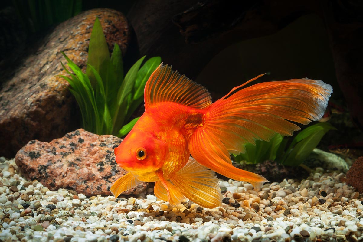 Karantina dan Observasi Ikan Baru