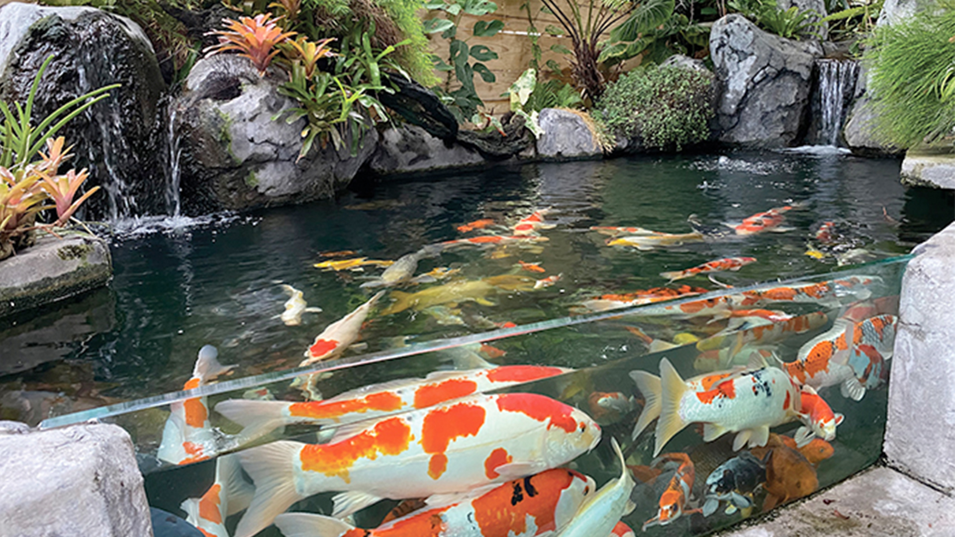 Kekurangan dan Tantangan Memelihara Ikan Mas Koki di Kolam