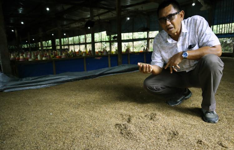 Kekurangan Sekam Padi yang Perlu Diwaspadai
