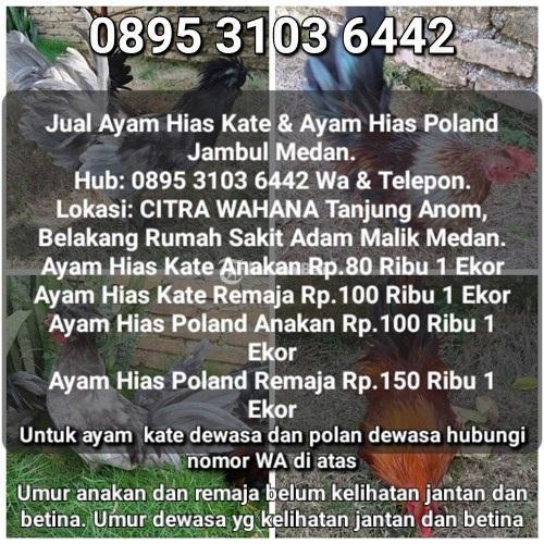 Kenali Penyebab Umum Ayam Hias Kehilangan Nafsu Makan