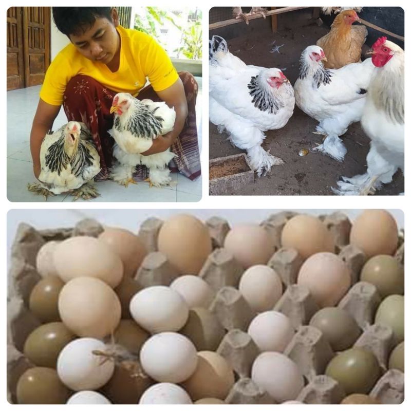 Kesalahan dalam Penanganan dan Penyimpanan Telur