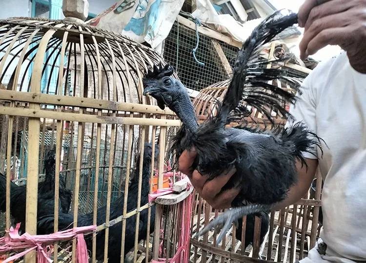 Keunikan Ayam Cemani Lidah Hitam Asli