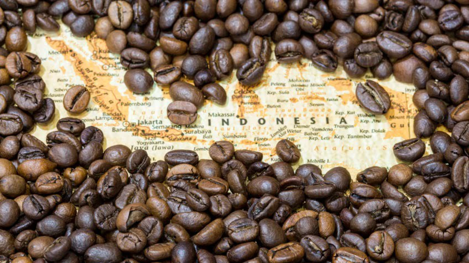 Kopi Arabika Gayo Aceh: Aroma Mewah dari Tanah Serambi Mekkah