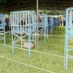 Kriteria Juara: Mengupas Tuntas Standar Penilaian Kontes Ayam Pelung Nasional