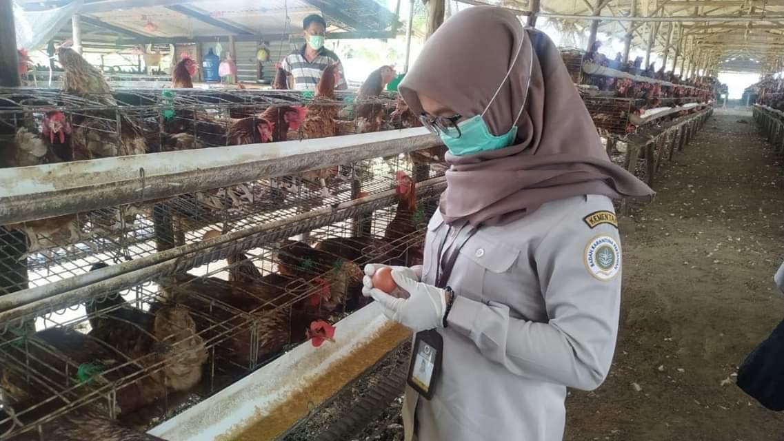 Kriteria Kandang Karantina yang Ideal