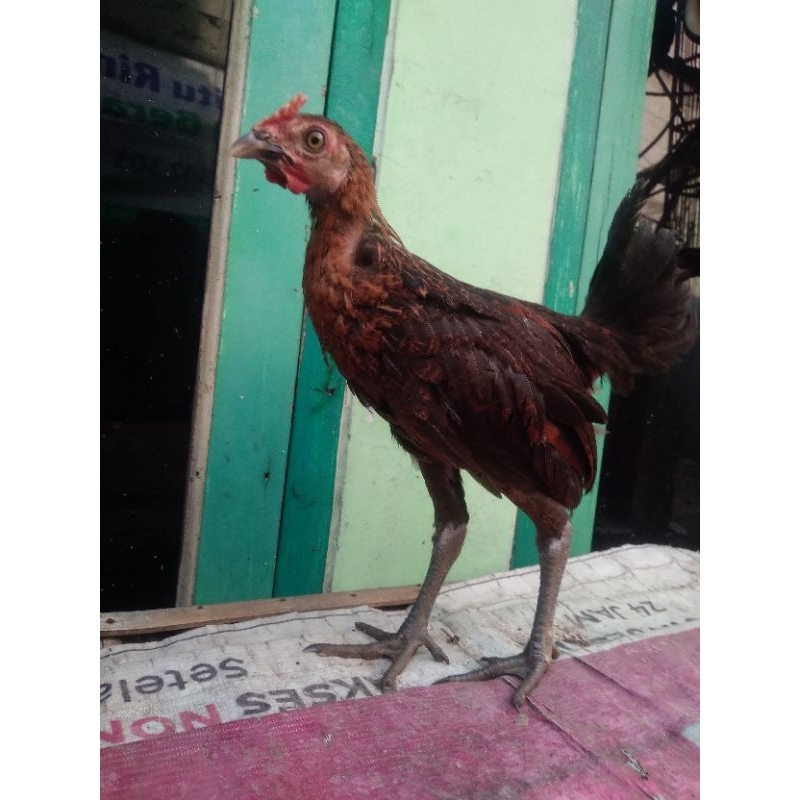 Kriteria Utama Bibit Ayam Ketawa Berkualitas Super