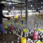 Langkah Kunci Sanitasi Kandang Ayam Setelah Wabah, Jangan Sampai Kecolongan Lagi!