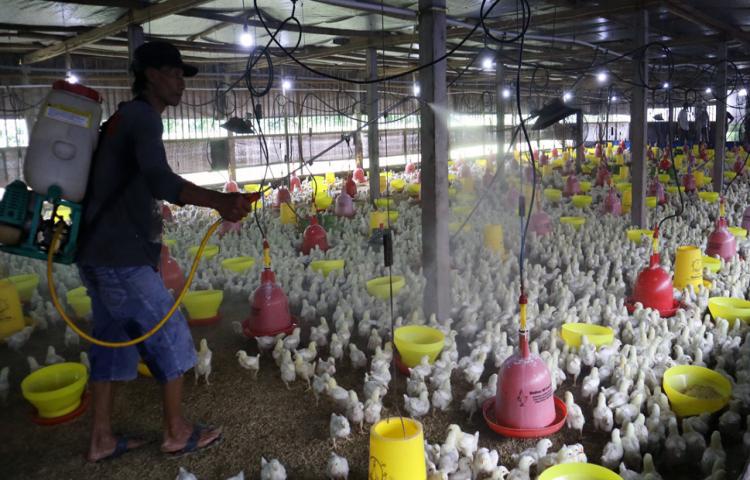 Langkah Kunci Sanitasi Kandang Ayam Setelah Wabah, Jangan Sampai Kecolongan Lagi!
