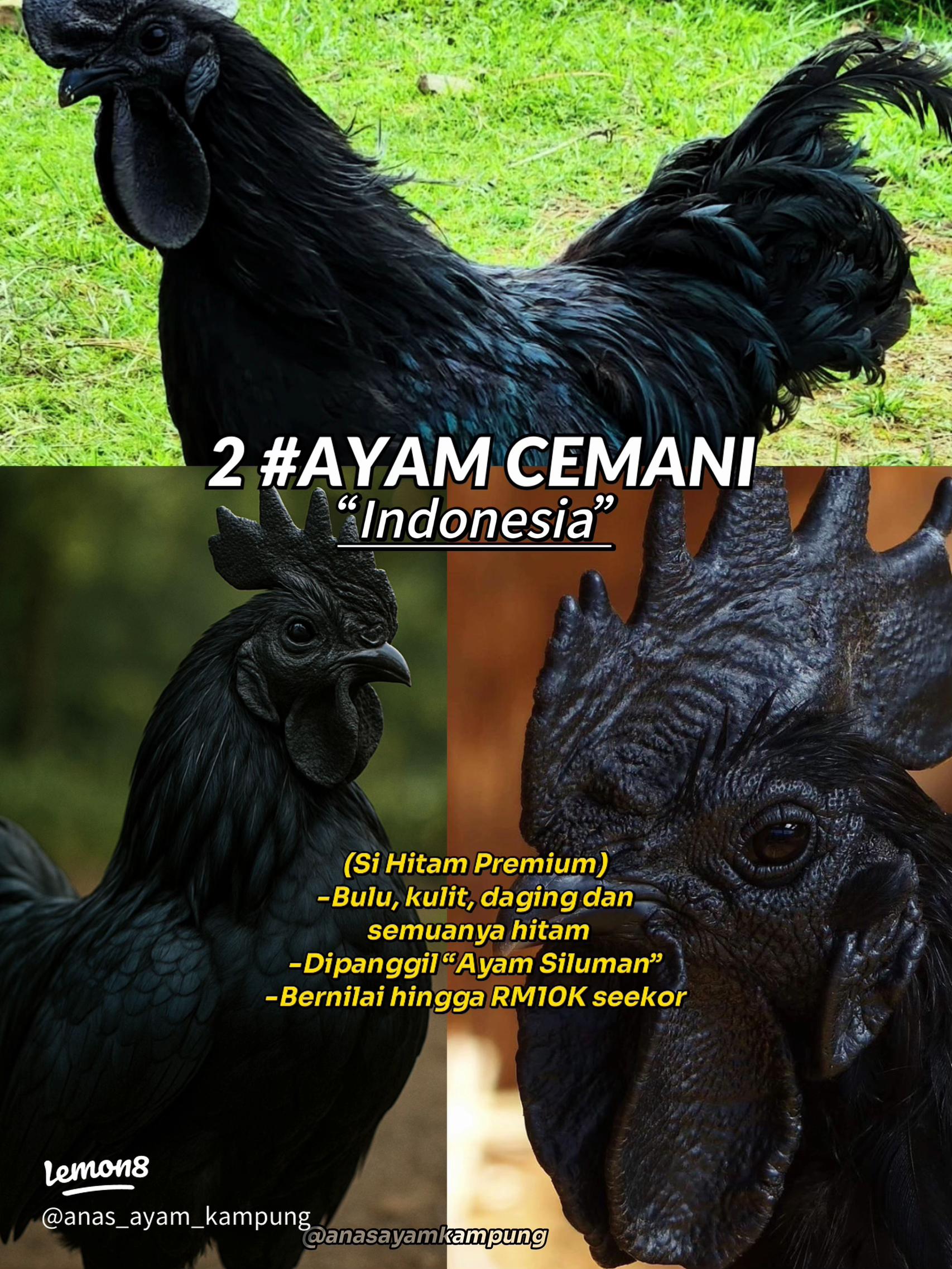 Langkah Pertolongan Pertama Saat Kaki Ayam Mulai Bengkak