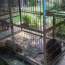 Langkah-Langkah Membuat Kandang Karantina Sederhana