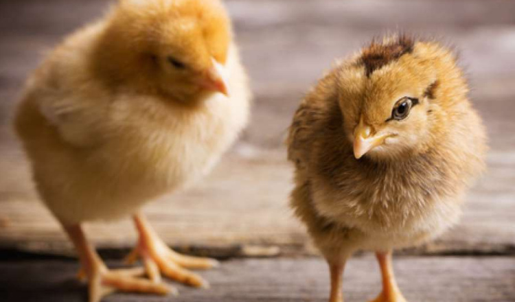 Langkah-Langkah Memisahkan Anak Ayam dengan Benar