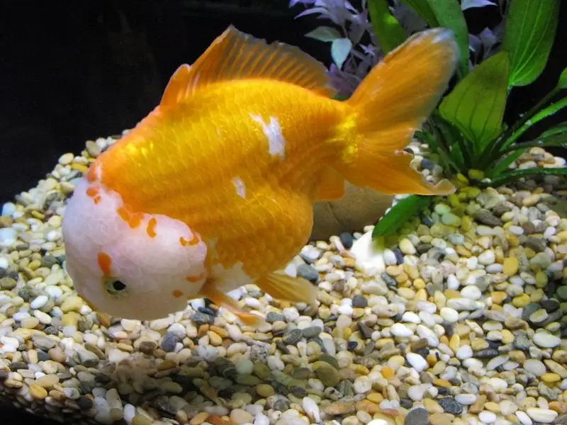 Langkah-Langkah Perawatan Harian Telur Ikan Mas Koki
