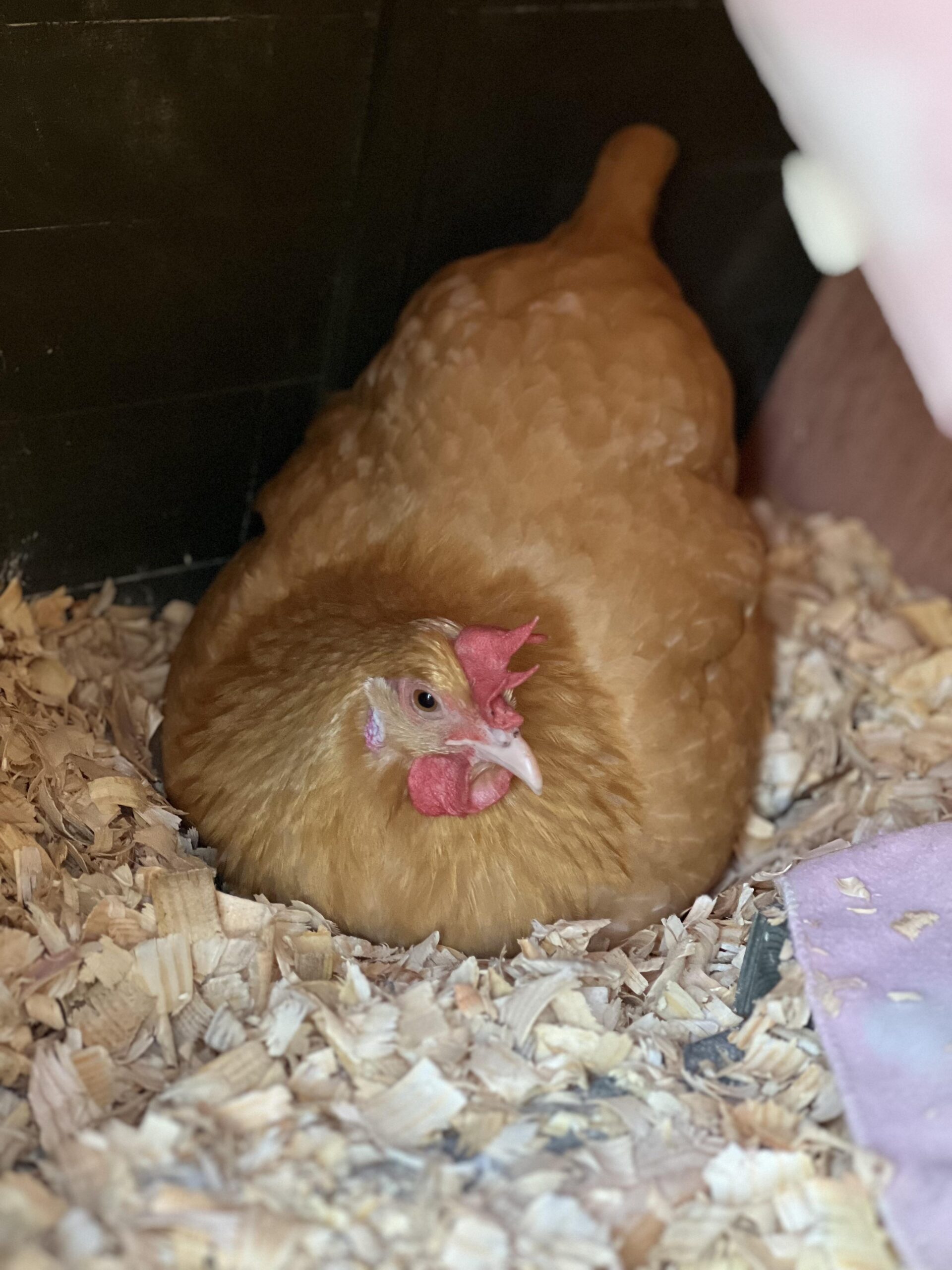 Langkah-langkah Praktis Membuat Tenggeran Ayam Sederhana