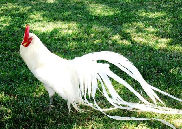 Langkah-langkah Praktis Memperpanjang Ekor Ayam Onagadori