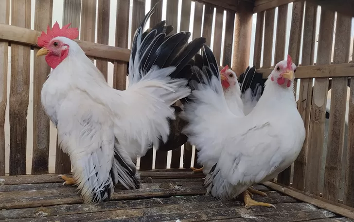 Madu dan Telur: Kombinasi Super untuk Energi dan Nutrisi