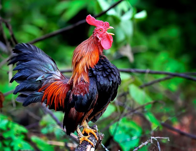 Manajemen Kandang dan Lingkungan yang Optimal