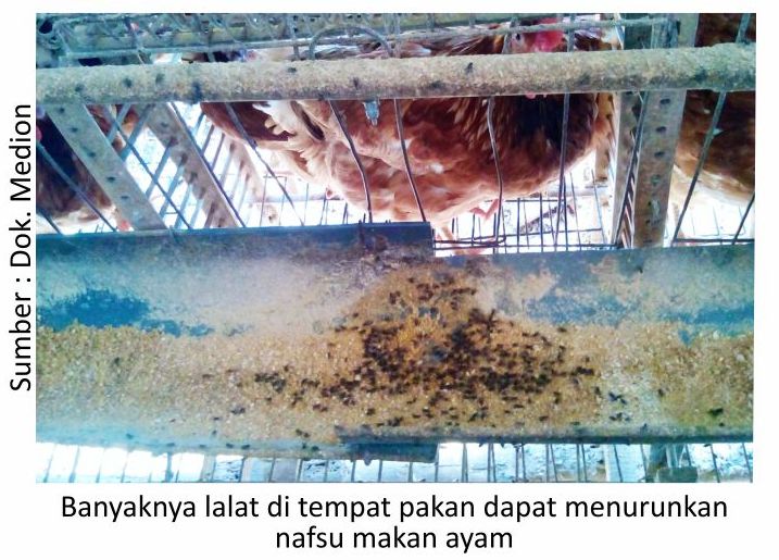 Manajemen Kebersihan Kandang: Langkah Pencegahan Utama