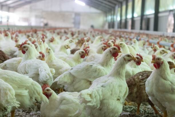 Manajemen Lingkungan dan Biosekuriti Lanjutan