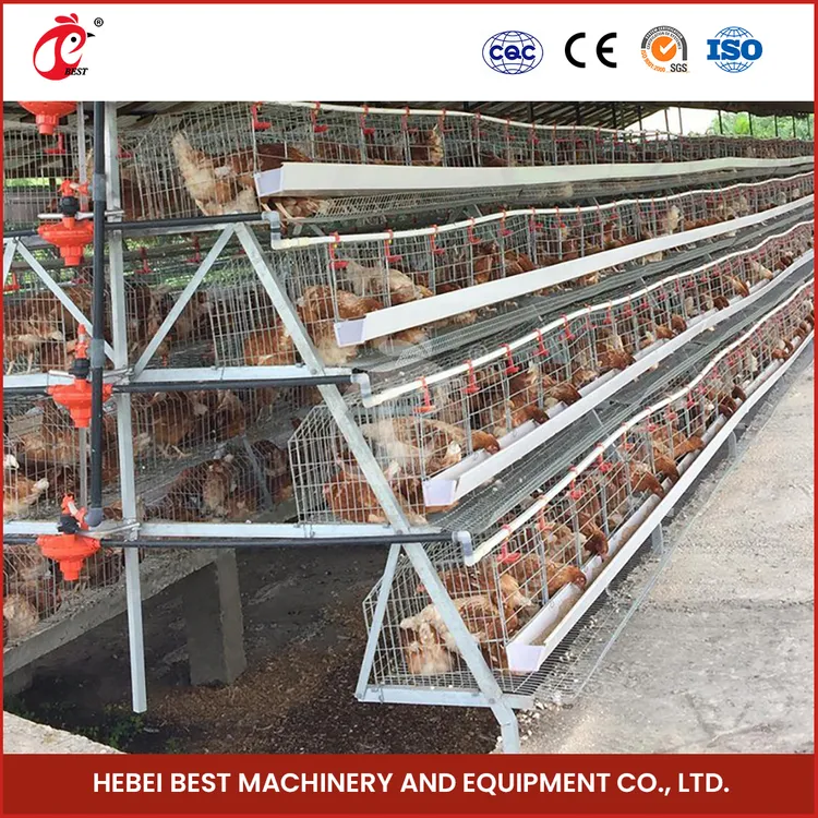 Memahami Dampak Stres Panas (Heat Stress) pada Ayam