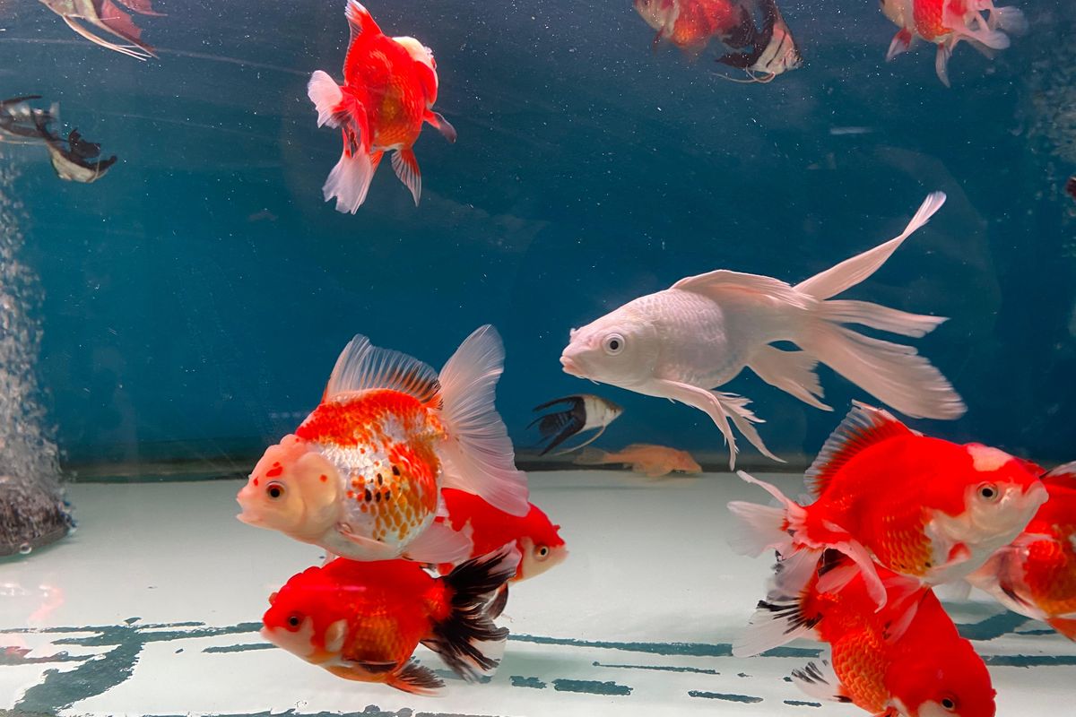Memahami Sifat Asli Ikan Maskoki dan Kebutuhan Suhunya