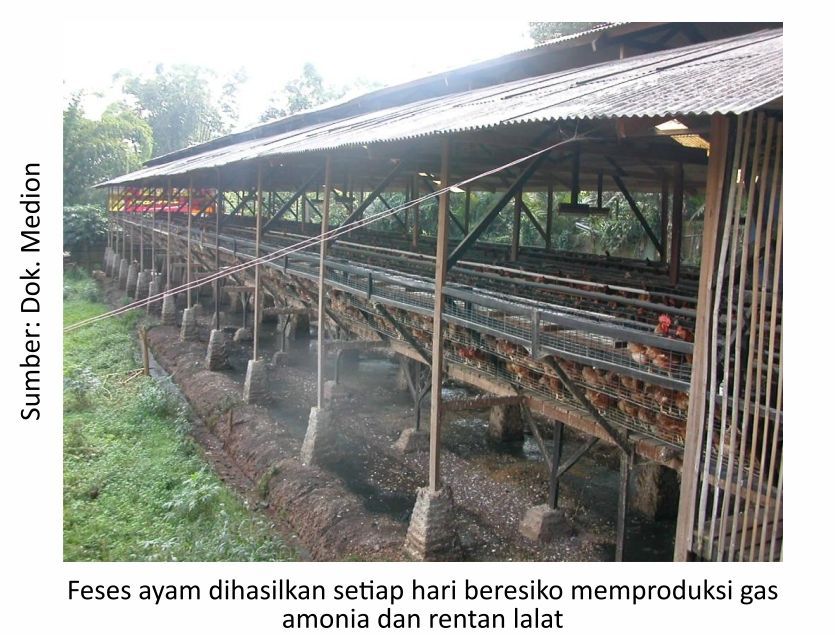Memanfaatkan Kotoran Ayam Menjadi Pupuk Organik Berkualitas