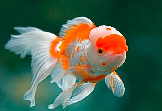 Memastikan Kesehatan Ikan Sebelum Ditinggal