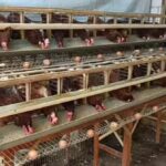 Membangun Kandang Ayam Kapasitas 100 Ekor: Panduan Lengkap & Estimasi Biaya