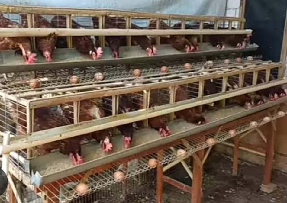 Membangun Kandang Ayam Kapasitas 100 Ekor: Panduan Lengkap & Estimasi Biaya