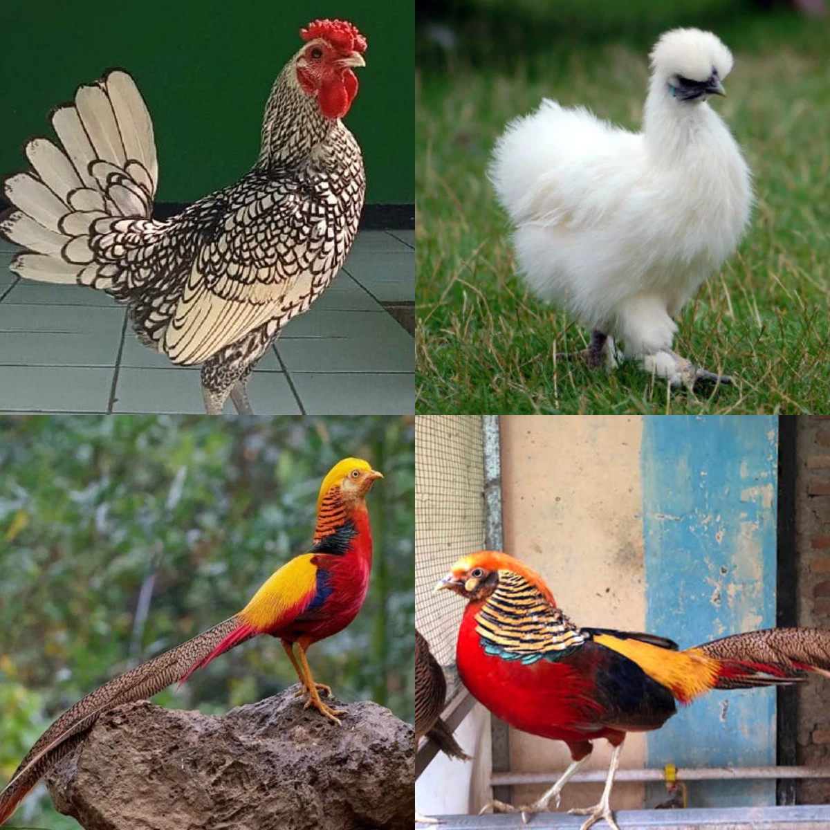 Memulai Sejak Usia Dini (Anakan)