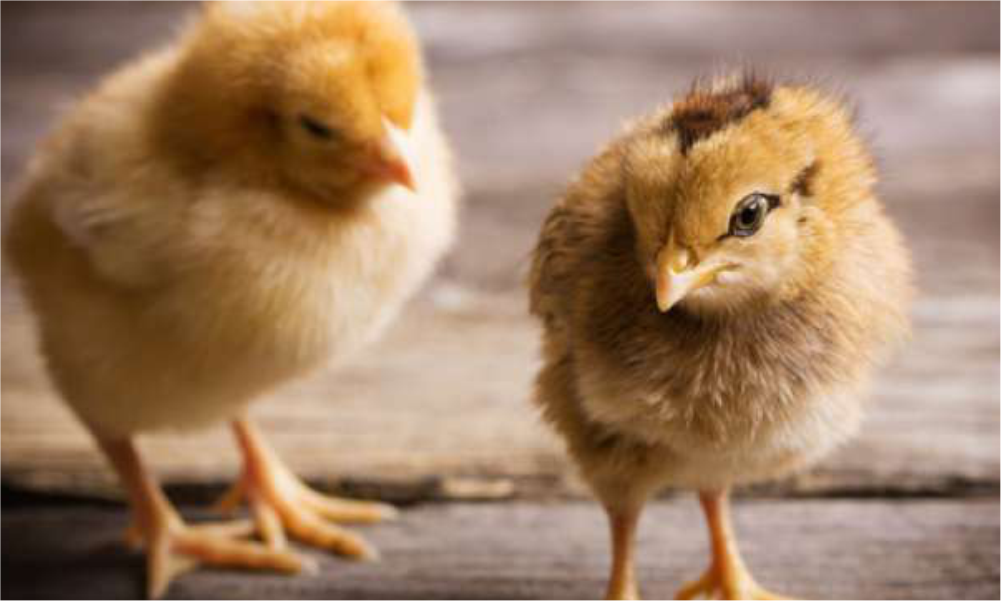 Mengapa Anak Ayam Perlu Dipisahkan dari Induknya?