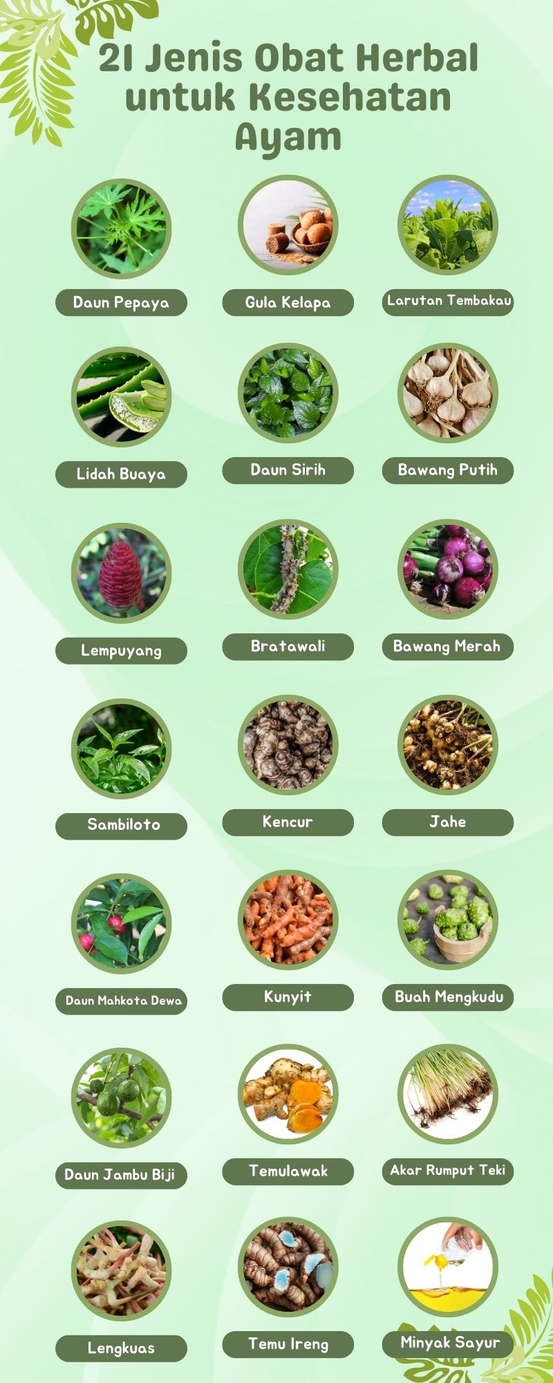 Mengapa Beralih ke Pakan Herbal untuk Ayam?