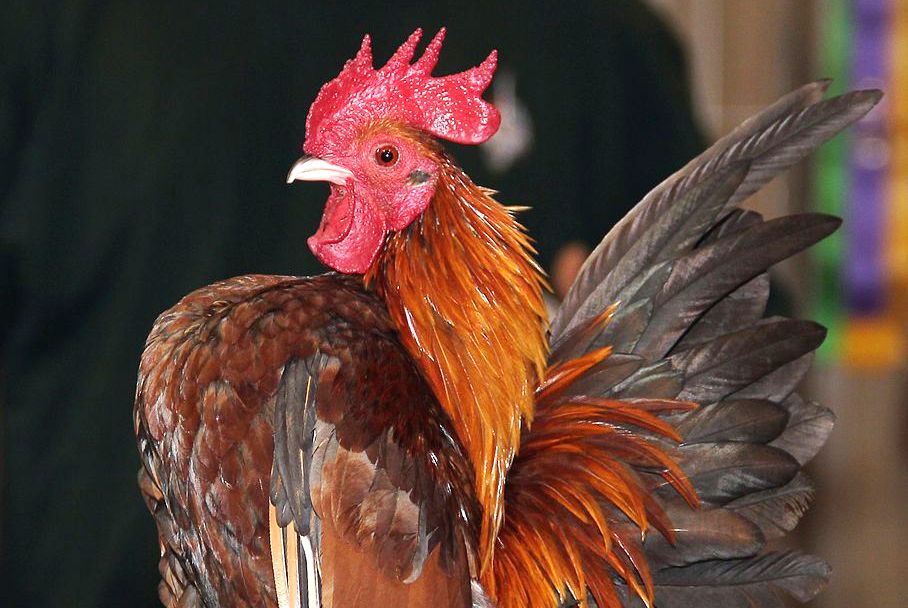 Mengapa Daya Tahan Tubuh Penting bagi Ayam Hias?