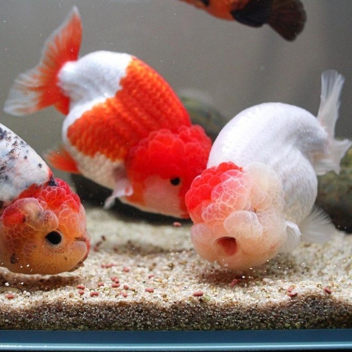 Mengapa Dekorasi Akuarium Penting untuk Ikan Mas Koki?