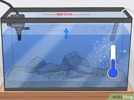 Mengapa Filter Sangat Penting untuk Ikan Maskoki?