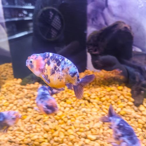 Mengapa Ikan Maskoki Membutuhkan Heater di Musim Hujan?<br>