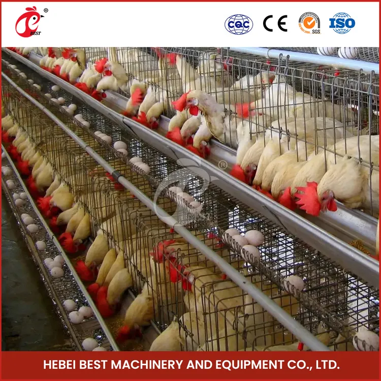 Mengapa Integrasi Ayam dan Sayur Begitu Menguntungkan?