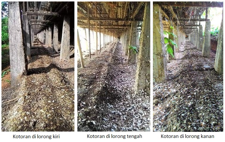 Mengapa Manajemen Limbah Kotoran Ayam Sangat Penting?
