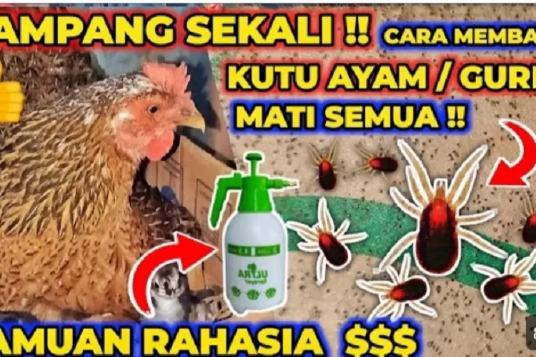Mengapa Memilih Ramuan Herbal untuk Kandang?