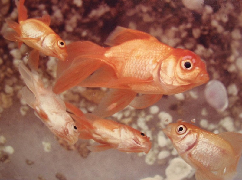Mengapa Oksigen Sangat Penting bagi Ikan Mas Koki?