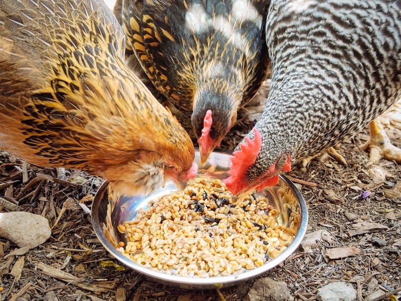 Mengapa Pakan Fermentasi Penting untuk Ayam Hias?