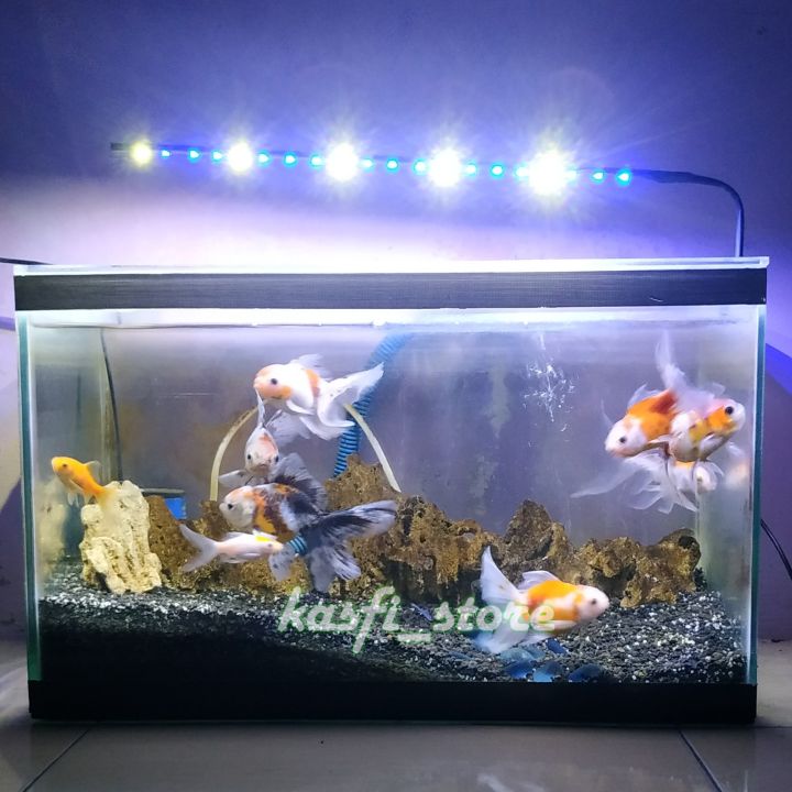 Mengapa Pencahayaan Penting untuk Akuarium Ikan Mas Koki?