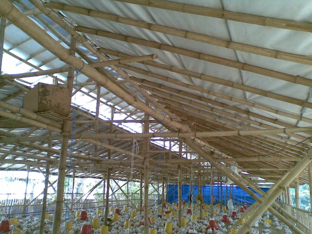 Mengapa Suhu Kandang Penting untuk Produktivitas Ayam?