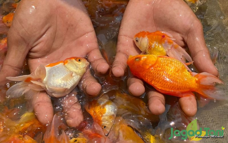 Mengatasi Masalah Umum: Jamur dan Telur yang Gagal Menetas