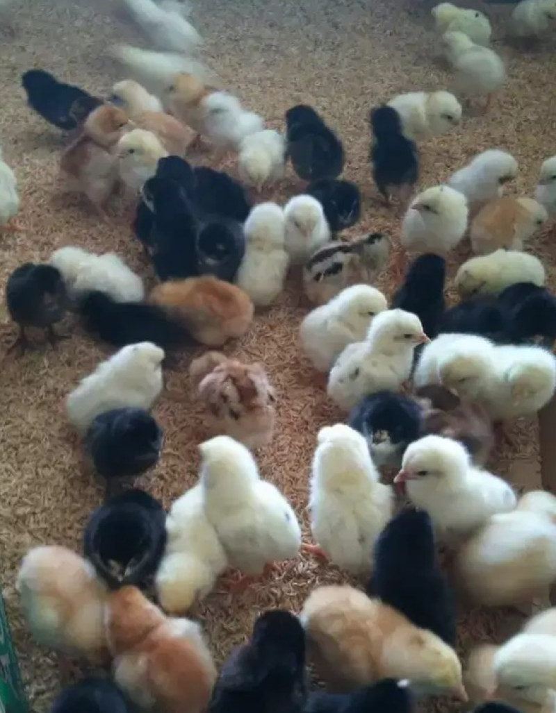 Mengatasi Stres pada Induk dan Anak Ayam