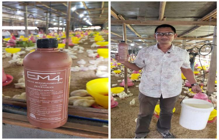 Mengenal Alas Kandang (Litter) dan Peran Pentingnya