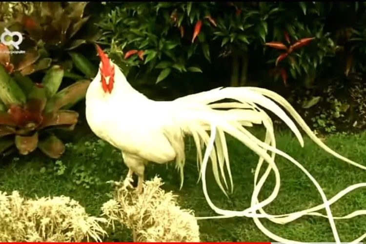 Mengenal Ayam Onagadori: Si Ekor Panjang dari Jepang