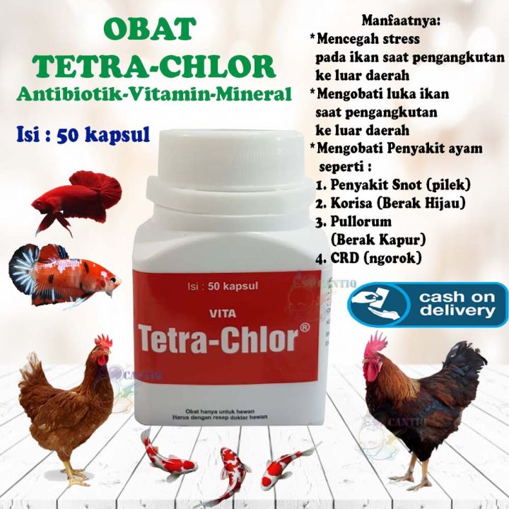 Mengenal Gejala Khas Penyakit Snot pada Ayam Hias