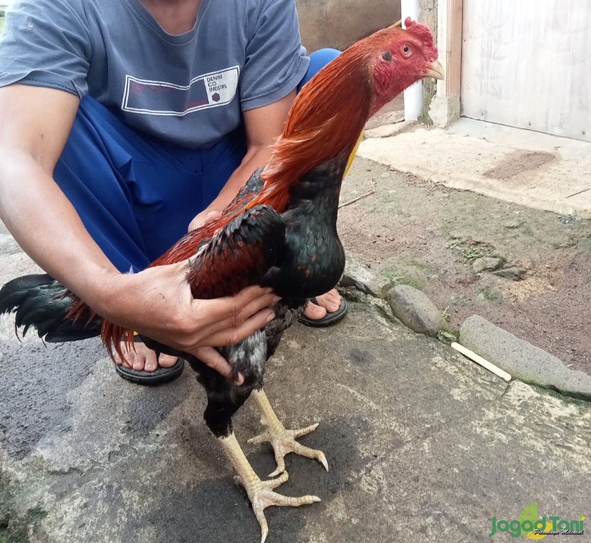 Mengenal Jenis Pukulan Mematikan Ayam Bangkok Super