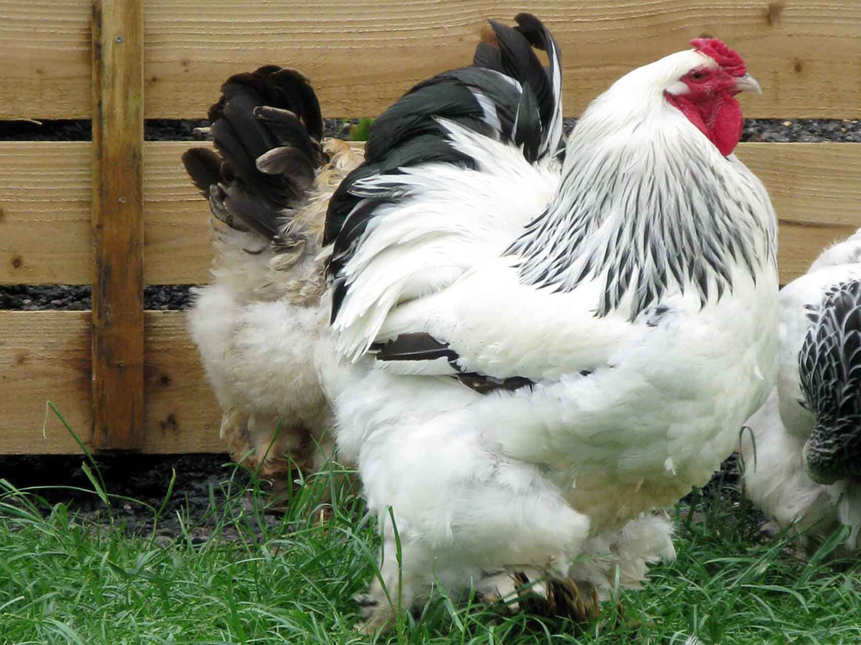 Mengenal Karakteristik Kunci Ayam Brahma Murni
