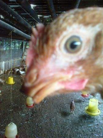 Mengenal Penyebab Utama Sifat Kanibal pada Ayam